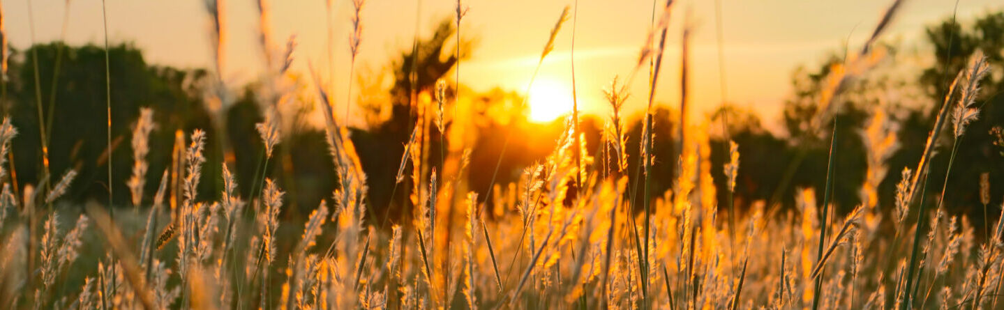 blog header